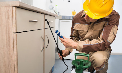 termite inspection in Dallas